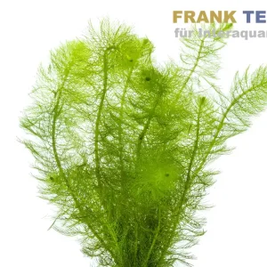 Mega-Angebot Gefiedertes Tausendblatt, Myriophyllum scrabatum, Bund